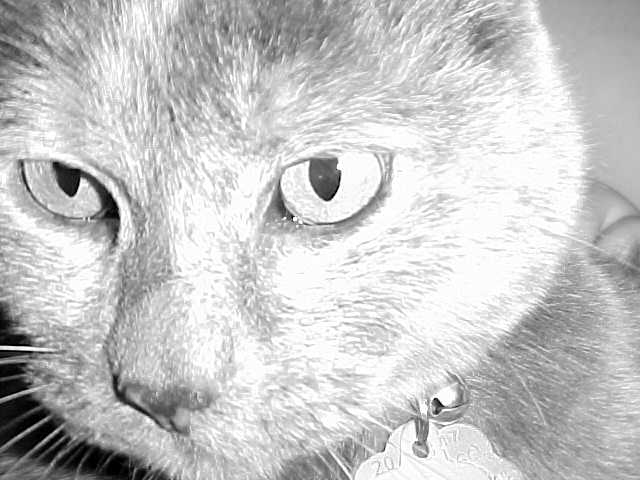 black and white kitty closeup