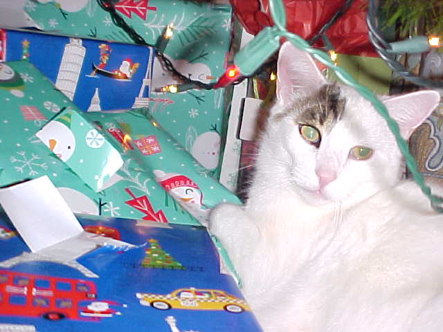 Brighter christmas tree cat