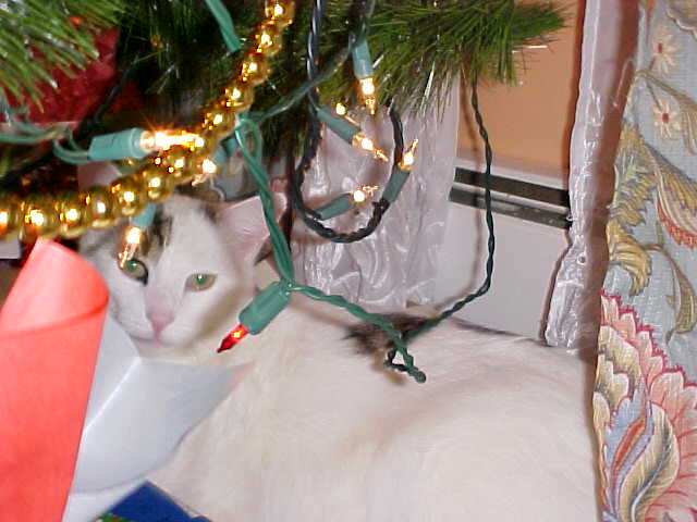 Another christmas tree picture with nike cat